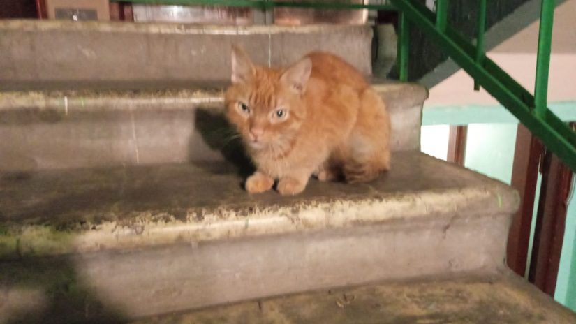 Рыжий кот