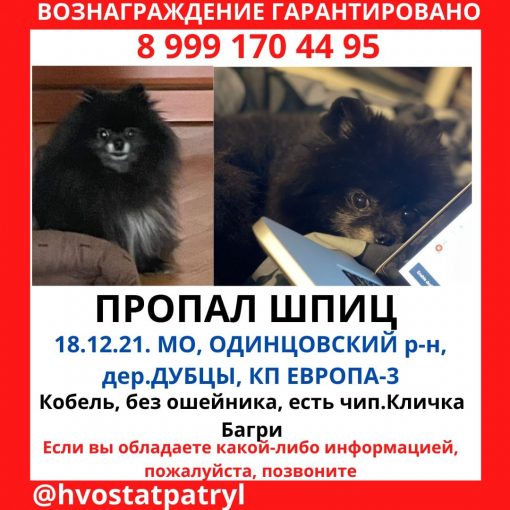 Померанский шпиц 1