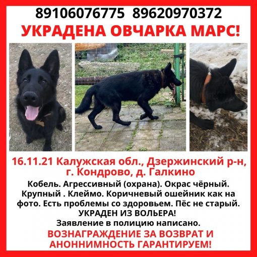 Немецкая овчарка 1
