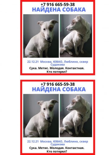 Дворняшка 1