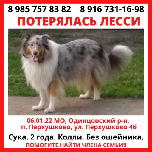 Длинношёрстная колли