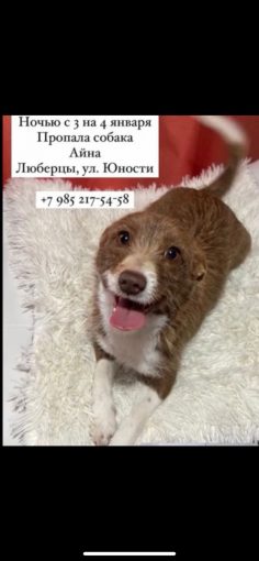 Люберцы. Беспородная маленькая 1