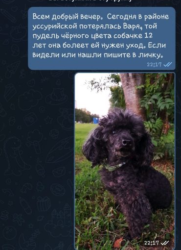Той пудель