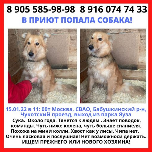 Колли (метис) 1