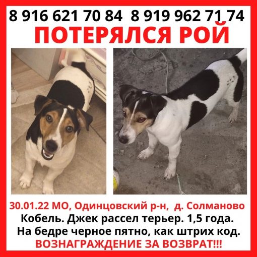 Джек Рассел терьер 1