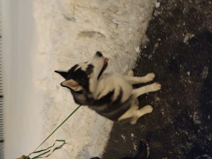 Хаски 1