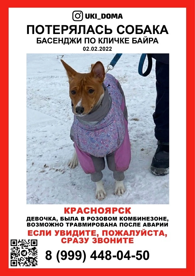 Басенджи
