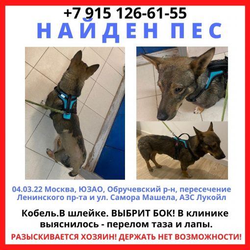 Безпородный 1