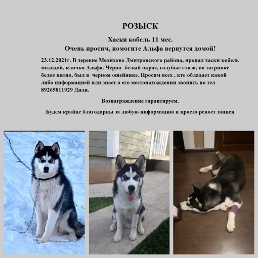 хаски 1