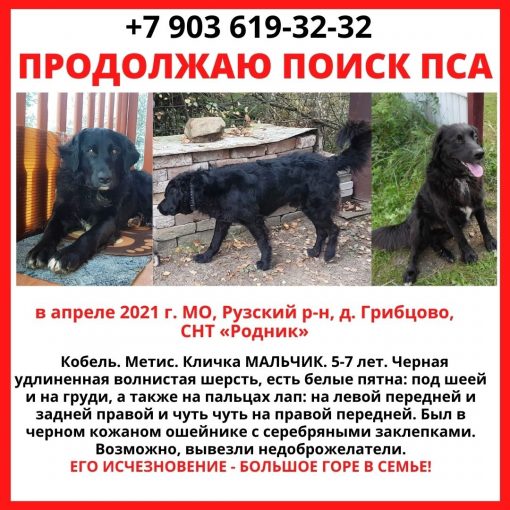 Метис лабрадора-спаниэля
