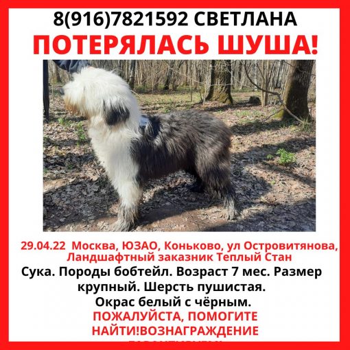 Бобтейл