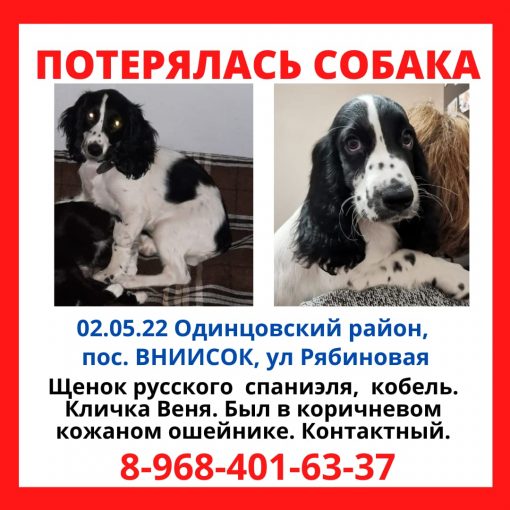 Русский охотничий спаниэль 1