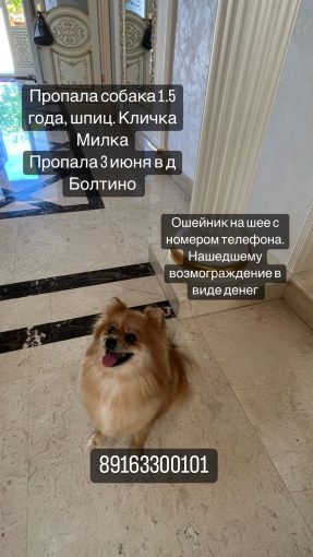 Шпиц 1
