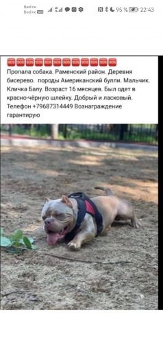 Американский булли 1