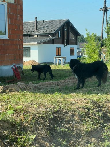 Хаски овчарка кавказская овчарка