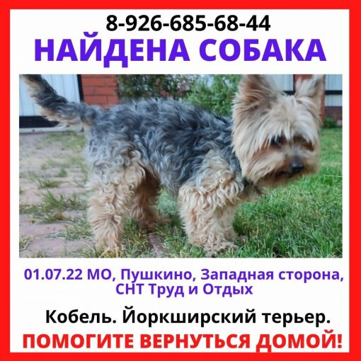Йоркширский терьер 1