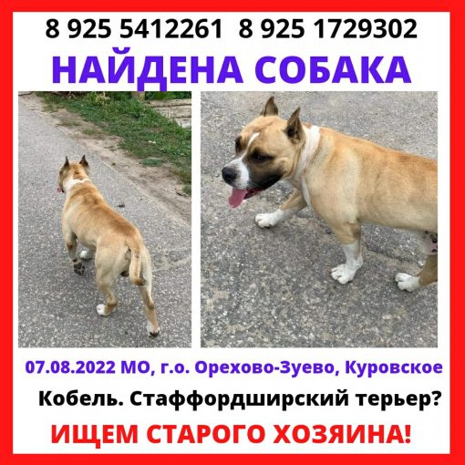 Стаффордширский бультерьер 1
