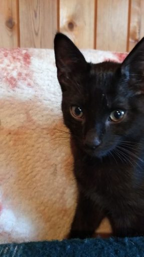 Чёрный котёнок