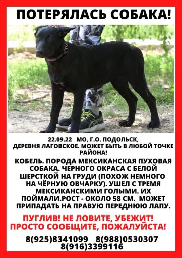 Ксолоитцкуинтли 1