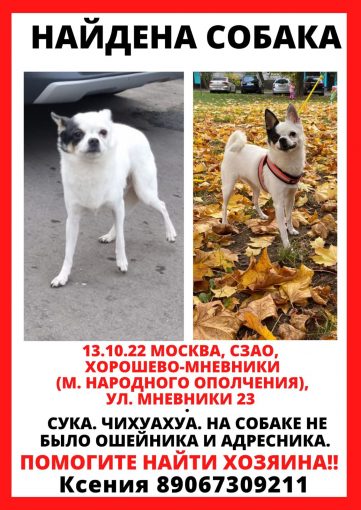Чихуахуа 1