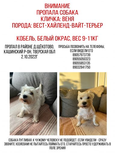 Вест-Хайленд-Вайт-Терьер 1