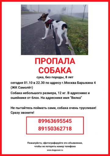 Дворняжка