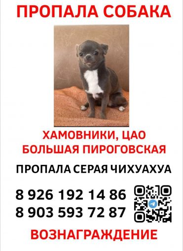 Чихуахуа