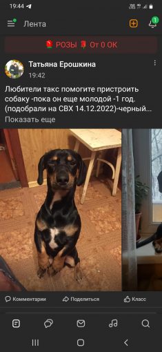 Такса ,молодой кобель 1год,черного окраса с белым пятром на груди