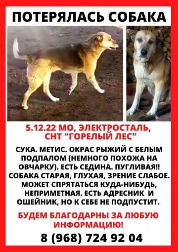 Дворняжка 1