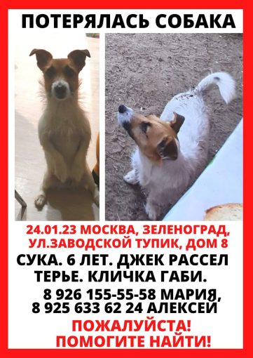 Джек рассел терьер 1