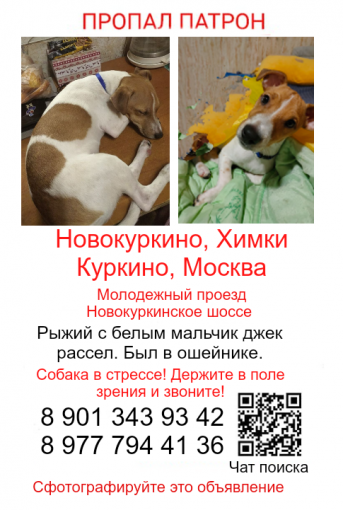 Джек Рассел терьер