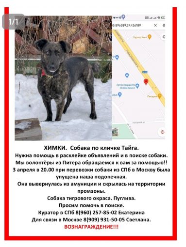 Беспородная 1