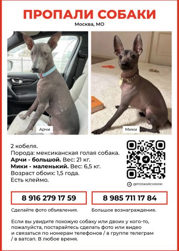 Ксоло Голая Мексиканская собака 1