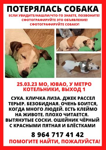 Джек рассел терьер 1