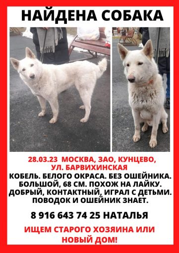 Метис лайки 1