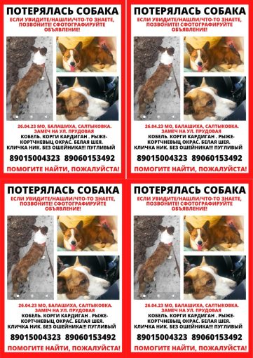 Вельш Корги Кардиган 1
