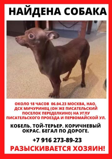 Той-терьер 1