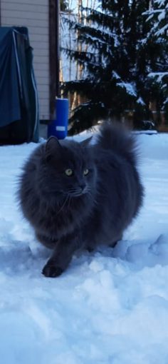 Сибирская голубая, кот
