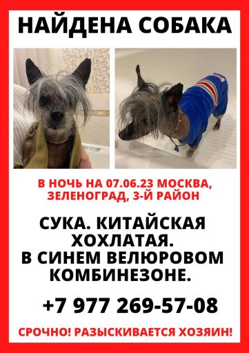 Китайская хохлатая 1