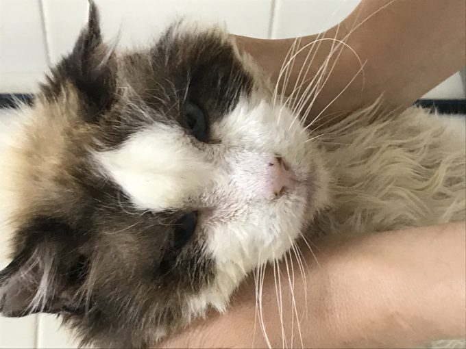 Кот метис