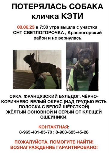 Французский бульдог