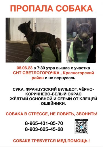 Французский бульдог