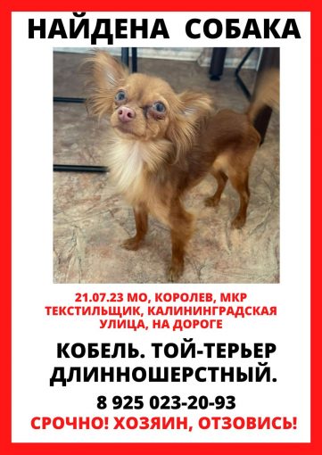 Той терьер 1
