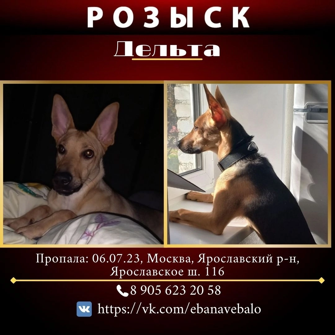 Беспородная 1