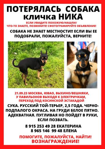 Русский той- терьер