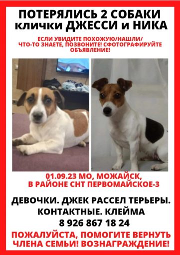 Джек рассел 1