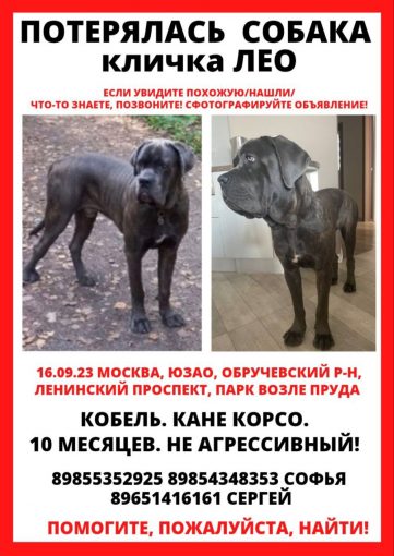 Кане корсо