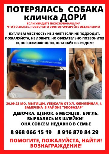 Бигль