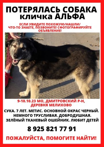 Метис дворняга