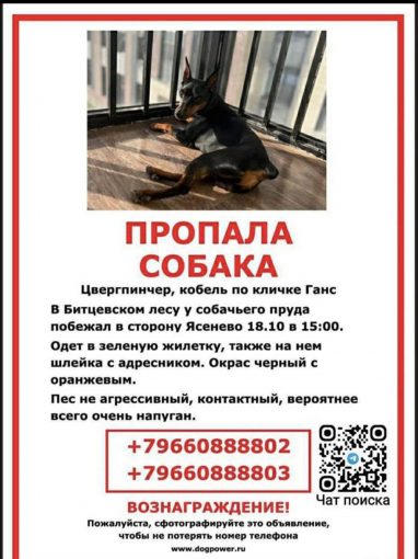 Цвергпинчер 1